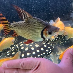 カラープロキロダスの画像