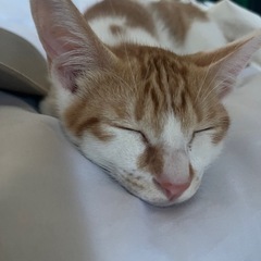【急募】子猫