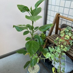 ハイビスカス②の画像
