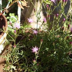 ホソバヒメタムラソウ  花 ☆苗☆ガーデニング☆宿根草