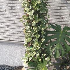 ポトス鉢植え(ポトスタワー風)