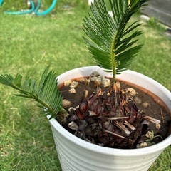 ソテツ　鉢植え　蘇轍　ガーデニング　インテリア　の画像