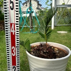 ソテツ　鉢植え　蘇轍　ガーデニング　インテリア　の画像
