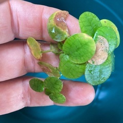水草　浮草　アマゾンフロッグピットの画像