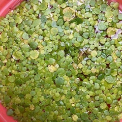 水草　浮草　アマゾンフロッグピットの画像