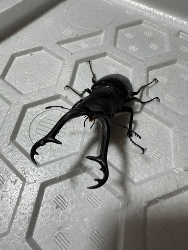 ギラファノコギリクワガタ成虫オス