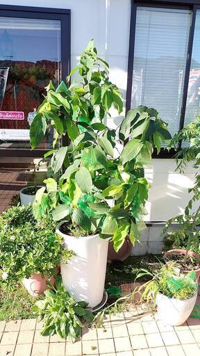 希少 レンブ(蓮霧) 苗木(特大) オオフトモモ