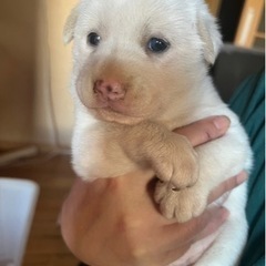 子犬
