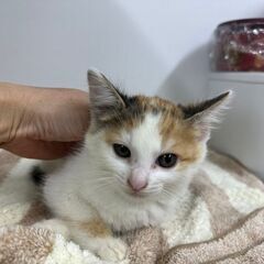 8/11　譲渡会　in川崎市動物愛護センター　子猫から大人猫まで...