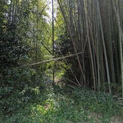 真竹　孟宗竹など