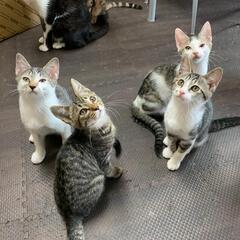 3ヶ月♂どのこか迎えていただけませんか？