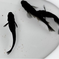 メダカ（オロチ10匹）と飼育容器※初心者向けセットですの画像