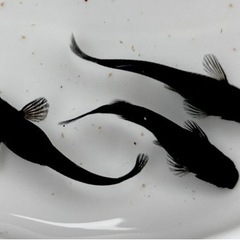 メダカ（オロチ10匹）と飼育容器※初心者向けセットです