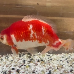 売れてます！金魚　和金　三ツ尾　大の画像