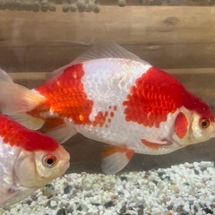 売れてます！金魚　和金　三ツ尾　大の画像