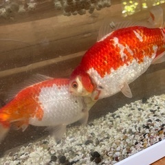 売れてます！金魚　和金　三ツ尾　大