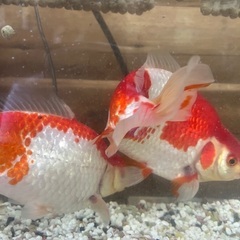 売れてます！金魚　和金　三ツ尾　大の画像