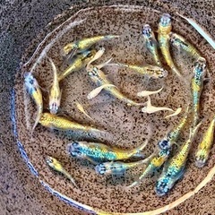 メダカ（宮桜8匹）と飼育容器のセット※初心者向けのセットです