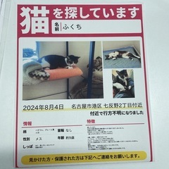 迷子猫　怖がりな女の子　迷子です。