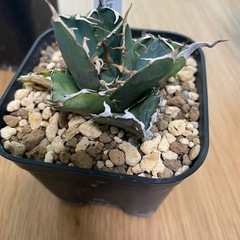 アガベ　白鯨

