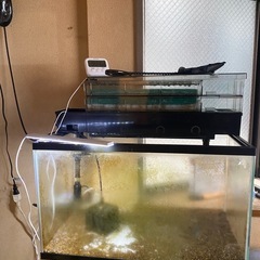 60センチ水槽セット