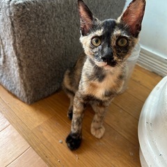 トライアル中🍀甘えん坊なサビ猫の女の子【母子感染⠀】