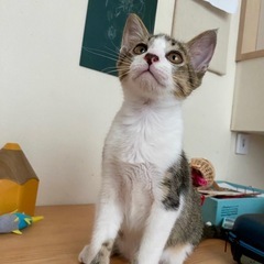 (交渉中)キジ白子猫里親募集✨