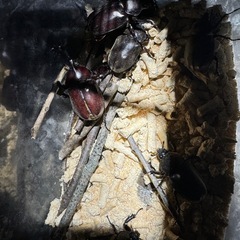 国産カブトムシの画像