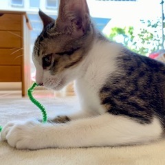 (交渉中)キジ白子猫里親募集✨ - 合志市