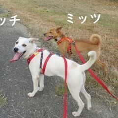 生後5か月ほどの無邪気なハッチ君。空気が読めて賢い子犬君です。※...