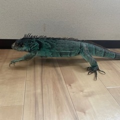譲渡決定致しました。ブルーイグアナ　メス　推定3.4歳