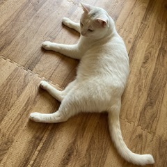 人懐っこい男の子　3〜4歳