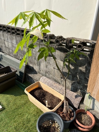 【観葉植物】パキラ10号鉢付き　155cm以上
