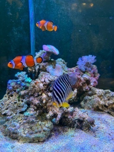 海水魚、サンゴ水槽