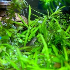 金魚やメダカなどの水草の画像