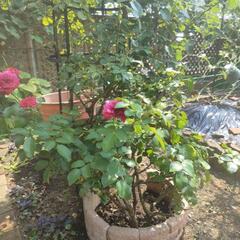 【取引中】バラ苗【レッドレオナルドダビンチ】の画像