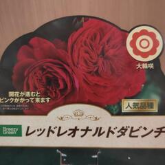 【取引中】バラ苗【レッドレオナルドダビンチ】の画像