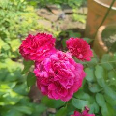 【取引中】バラ苗【レッドレオナルドダビンチ】の画像