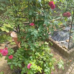 【取引中】バラ苗【レッドレオナルドダビンチ】の画像