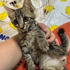 ききくん♂