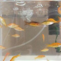 募集停止中　金魚　10匹の画像