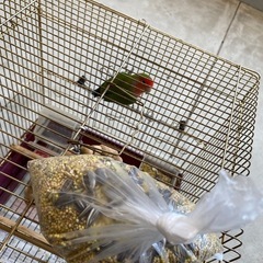 コザクラインコ