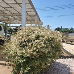 アベリア　庭木