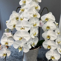 胡蝶蘭