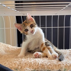 受付再開子猫ミケさん里親募集