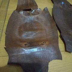 革
トカゲ
長期保存品
の画像