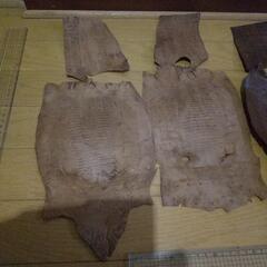 革
トカゲ
長期保存品
の画像