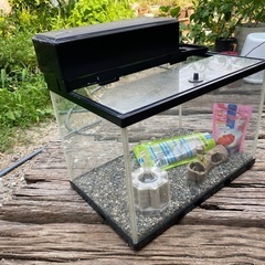 【水槽（金魚鉢）】  夏休み大特集❗️の画像