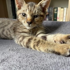 生後3〜4ヶ月の子猫の里親様を募集しております