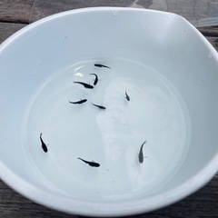【受け渡し予定者決定しました】No５【8月10日(土)】メダカ 「 オロチ」稚魚(1cm〜2cm前後) 【無料・譲ります】 【日時・場所限定】 の画像